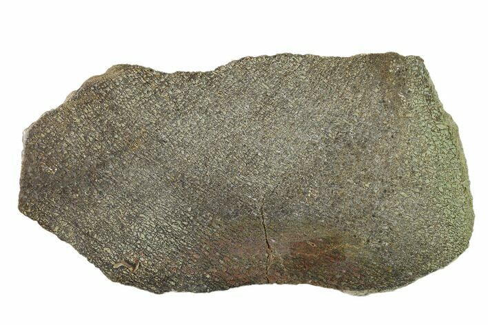 Polished Dinosaur Bone (Gembone) Section - Utah #151452